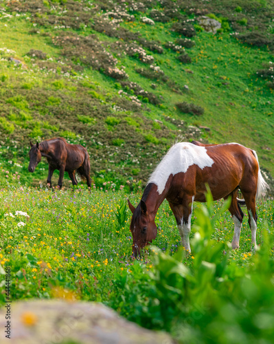 Two beautiful wild horses graze in green alpine meadows. Mountains of the Krasnaya Polyana resort. Greater Caucasian Reserve