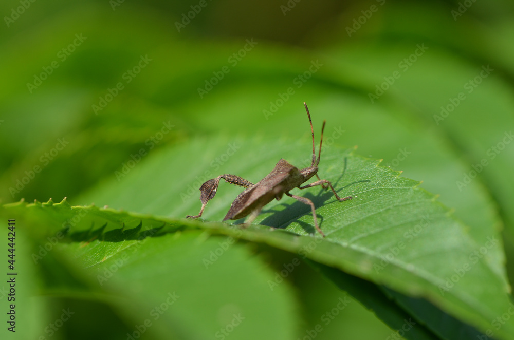 macro of a insect macro of a insect