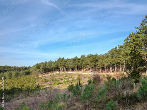 Schoorlse duinen, Noord-Holland Province, The Netherlands photo