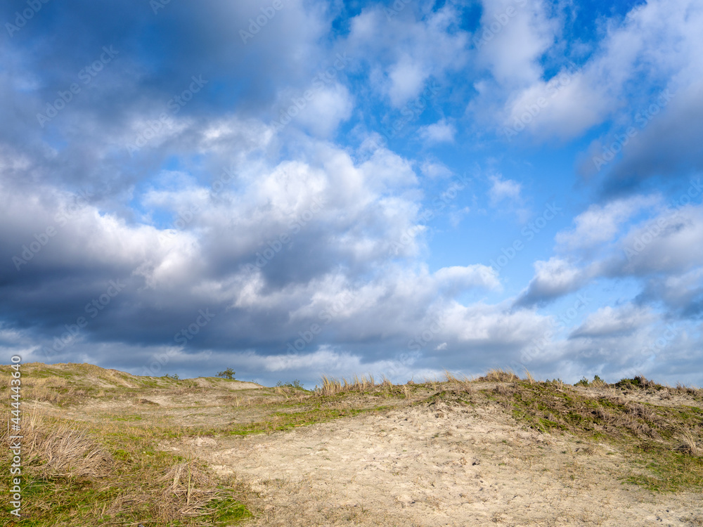 Schoorlse duinen, Noord-Holland Province, The Netherlands Schoorlse duinen, Noord-Holland Province, The Netherlands