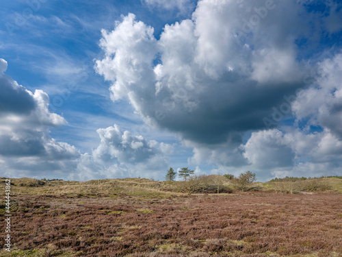 Schoorlse duinen, Noord-Holland Province, The Netherlands © Holland-PhotostockNL