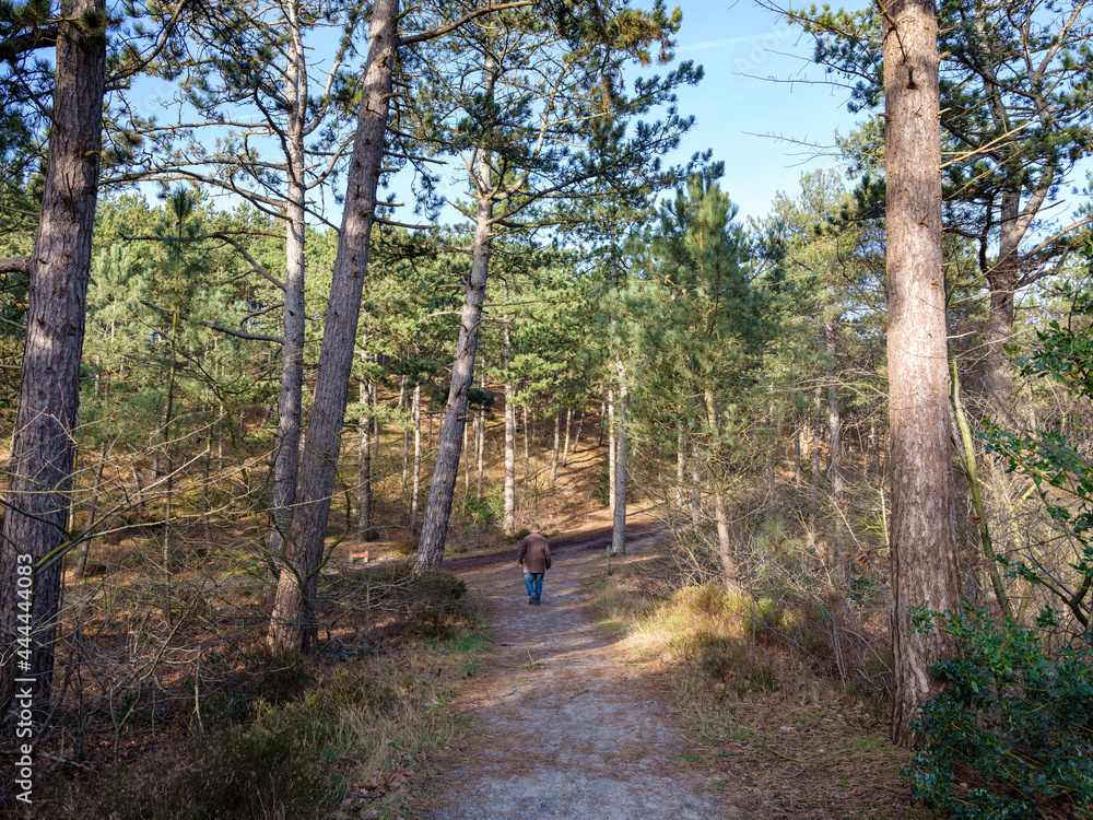 Schoorlse duinen, Noord-Holland Province, The Netherlands Schoorlse duinen, Noord-Holland Province, The Netherlands