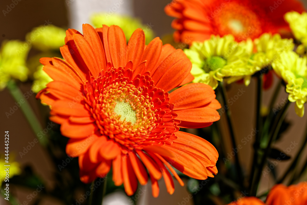 Flower blossom orange macro Flower blossom orange macro