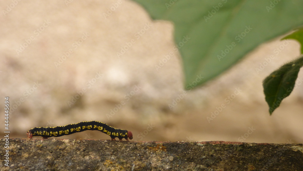 Measuring caterpillar, centimeters, showing its three pairs of legs, yellow and black caterpillar next to a green leaf. Macro photograph. Taken in boyacá, colombia. Measuring caterpillar, centimeters, showing its three pairs of legs, yellow and black caterpillar next to a green leaf. Macro photograph. Taken in boyacá, colombia.