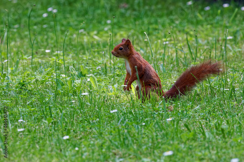 Squirrel sitting boldly in the meadow 