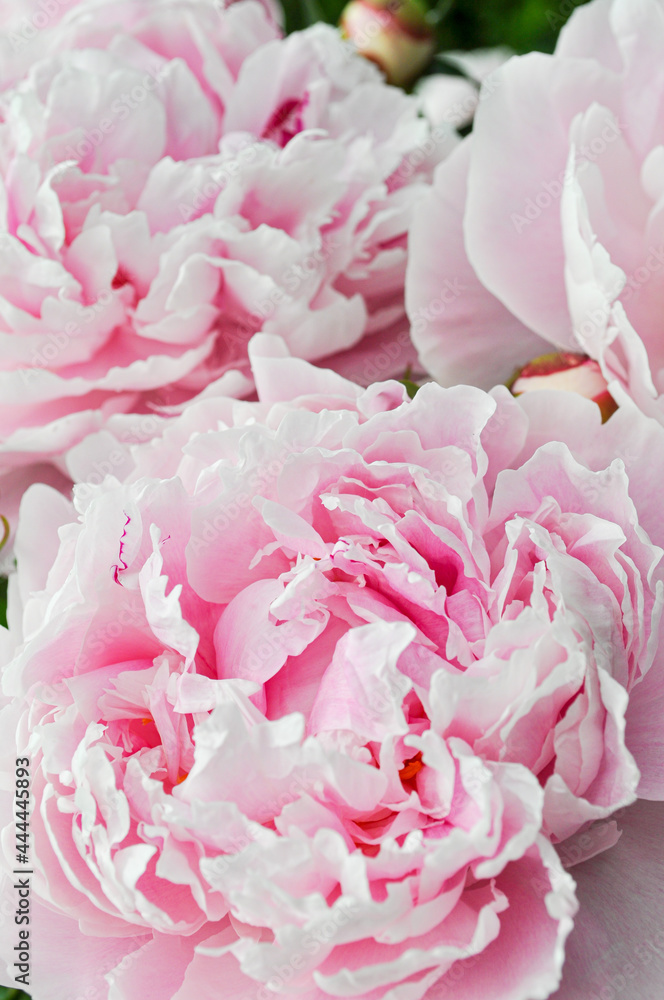 pink roses background pink roses background