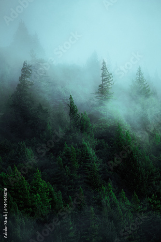 Fog in the woods