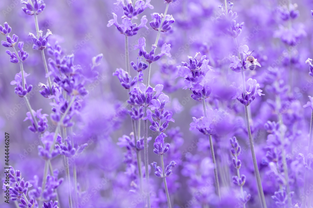 Obraz premium Fresh lavender flowers.