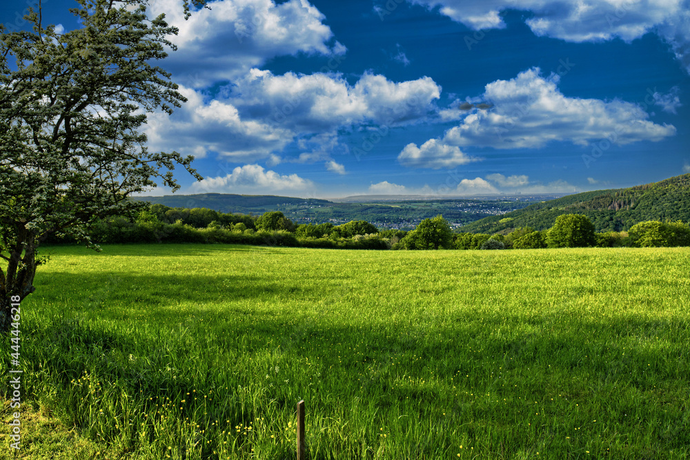Summer landscape trees field under cloudy blue sky Summer landscape trees field under cloudy blue sky