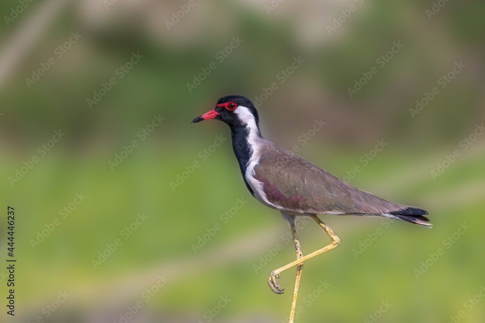 Red-wattled lapwing (Vanellus indicus) at Pubrasthali, West Bengal, India. Red-wattled lapwing (Vanellus indicus) at Pubrasthali, West Bengal, India.