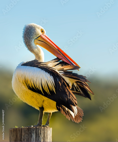 Australian pelican (Pelecanus conspicillatus) Perth Western Australia	