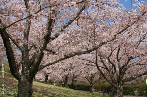 奈良　馬見丘陵公園　チューリップ祭  © dango