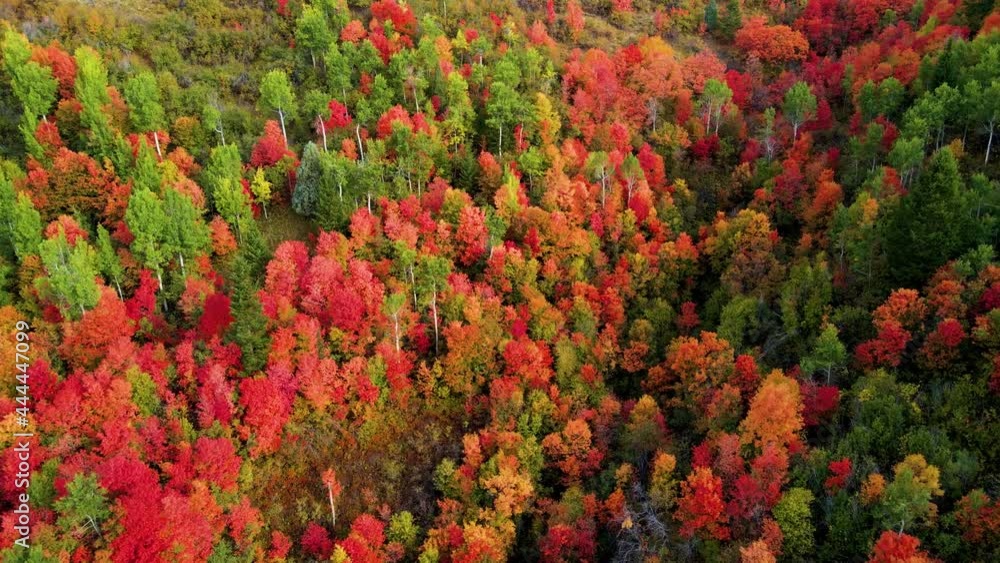 Flying over a mountainside forest in Wyoming covered with trees turning their fall colors Flying over a mountainside forest in Wyoming covered with trees turning their fall colors