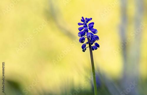 Muscari Grape Hyacinth blooming in a garden photo