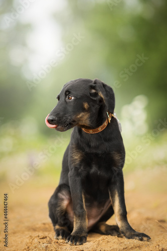 black puppy in nature