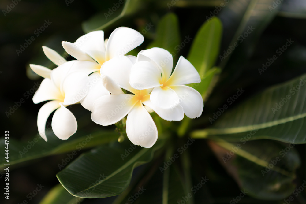 White plumeria flower White plumeria flower