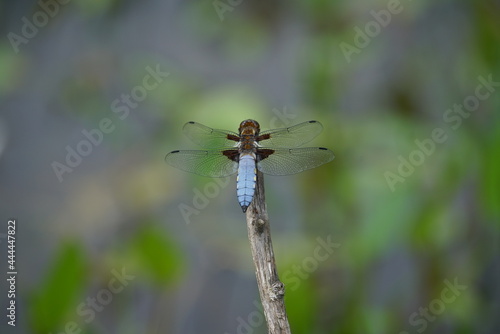 Canvastavla Plattbauch Libelle, Libellula depressa, Männchen