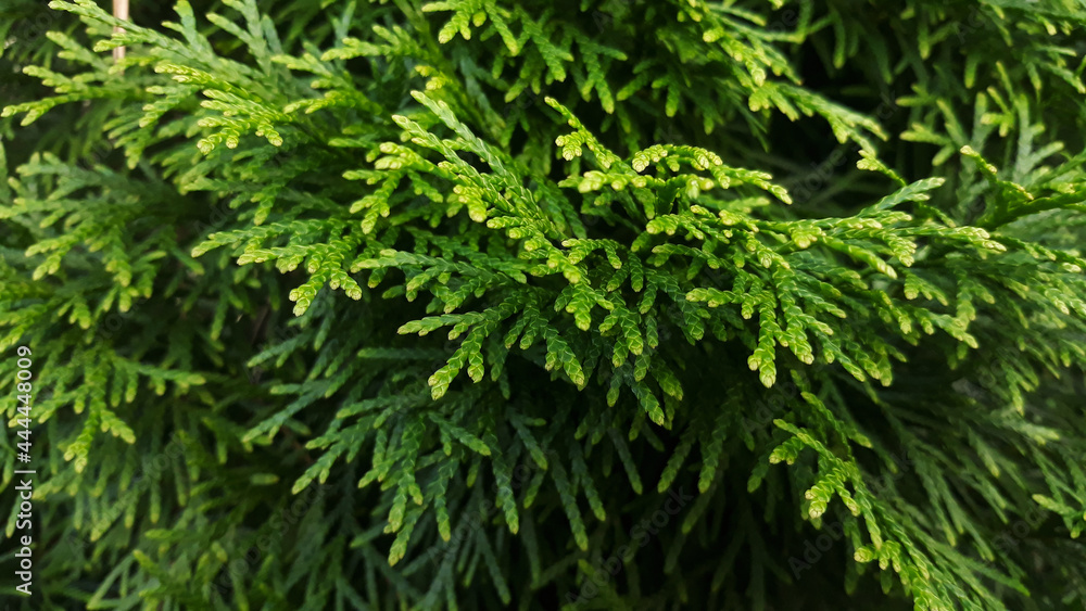 thuja occidentalis close up