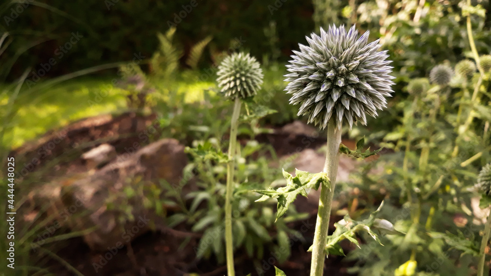 globe thistle echinops about to bloom in close up globe thistle echinops about to bloom in close up