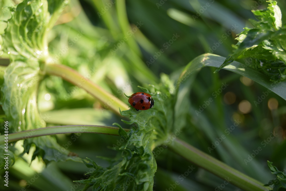 ladybug ladybug