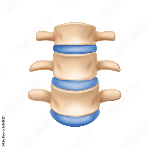 Realistic Spinal Bone