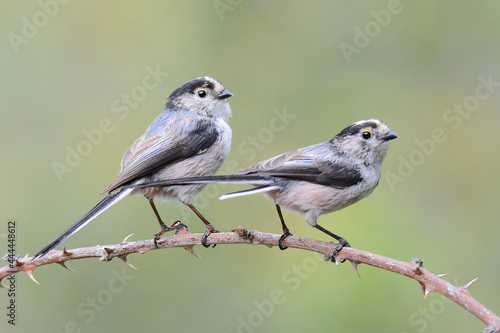 Long-tailed tit 