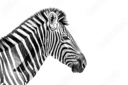 Plains zebra portrait isolated in white background  Specie Equus quagga burchellii family of Equidae