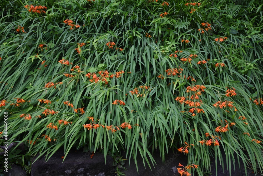 Crocosmia flowers. Iridaceae perennial bulbous plant,
