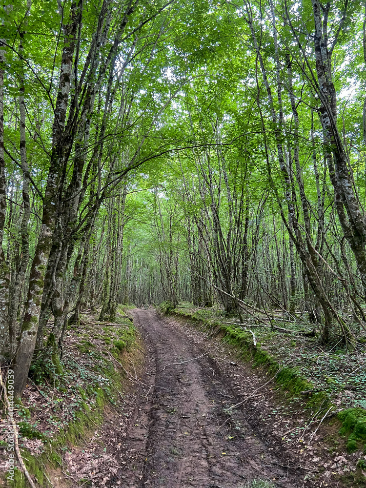 Obraz premium Sentier d'une forêt dans la Nièvre, Bourgogne