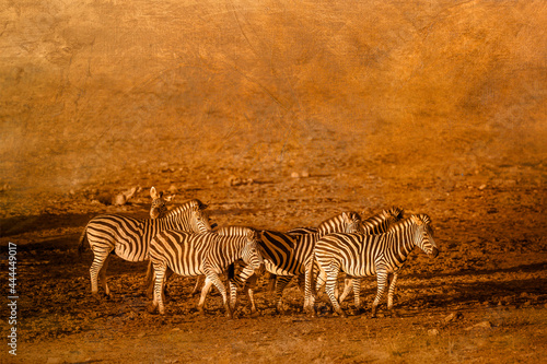 Plains zebra small group multiple images with oil painting background   Specie Equus quagga burchellii family of Equidae