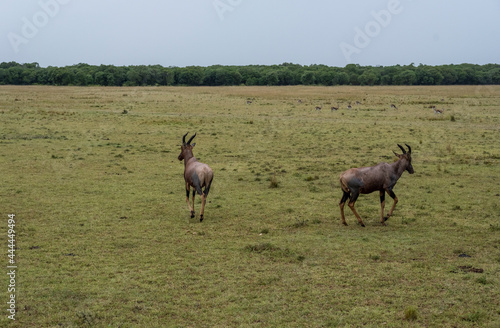 antelopes peacefully nibble the grass in a green meadow in the park  © константин константи
