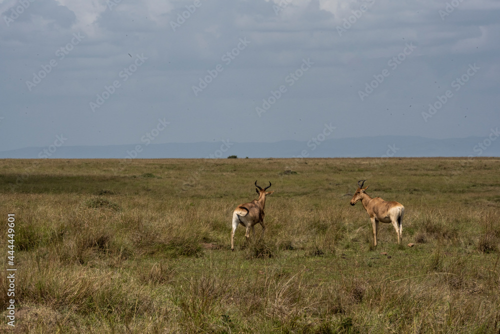 antelopes peacefully nibble the grass in a green meadow in the park antelopes peacefully nibble the grass in a green meadow in the park
