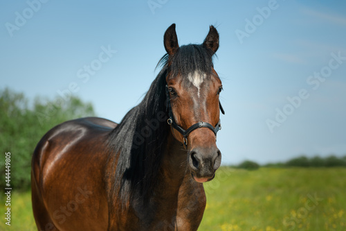 Close-up portrait of horse. Bay mare with its black leather bridle is looking at a camera outdoors.