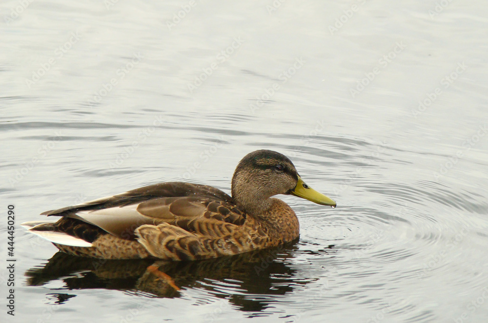 Fototapeta premium duck on the water (утка на воде)