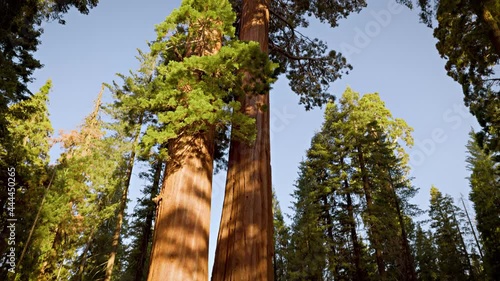Incredible Giant Sequoia trees, some of the oldest and largest trees on earth. Kings Canyon National Park