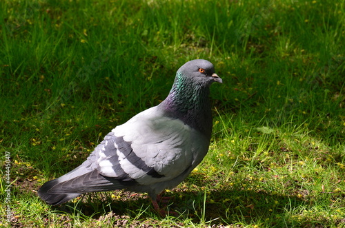 pigeon on grass (голубь на траве) © Ольга Шестухина