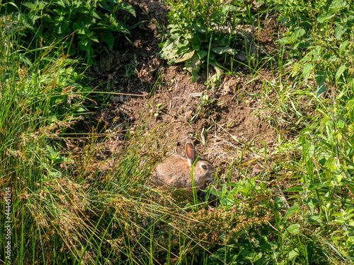 Wild brown bunny rabbit. Braunton Burrows, Devon, UK.