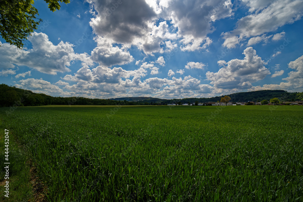 Summer landscape trees field under cloudy blue sky