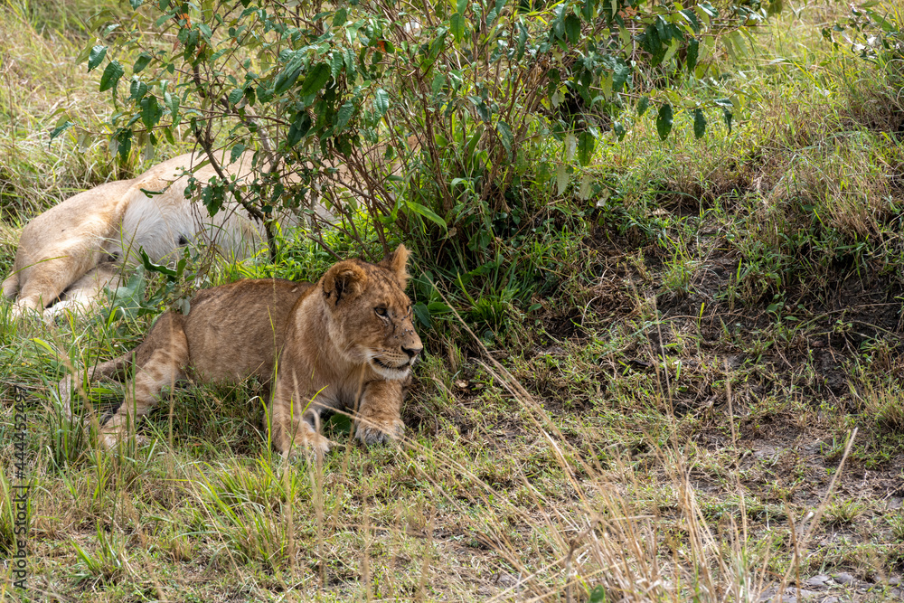 lions in the shade of trees rest after a successful night hunt lions in the shade of trees rest after a successful night hunt