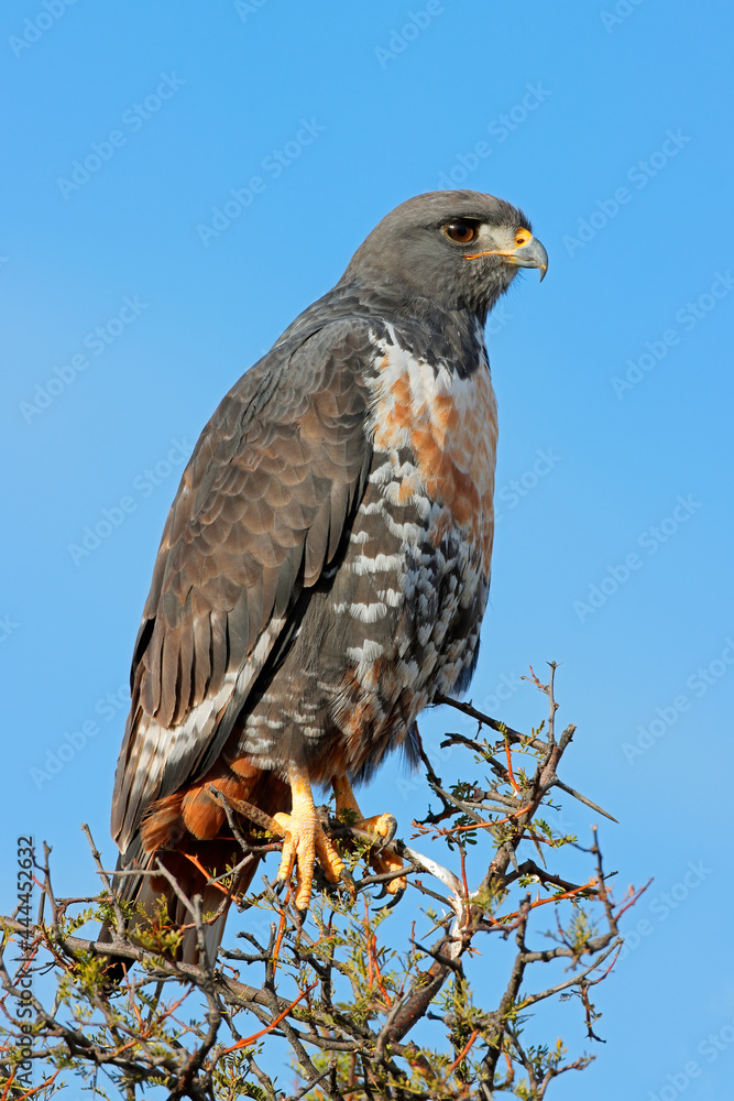 A jackal buzzard (Buteo rufofuscus) perched on a tree, South Africa. A jackal buzzard (Buteo rufofuscus) perched on a tree, South Africa.