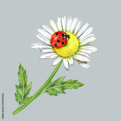 Watercolor illustration with chamomile flower and ladybug, wildflower, garden flower 