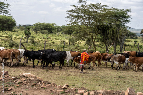 Fototapeta Naklejka Na Ścianę i Meble -  indigenous people of Kenya-Maasai in daily life 
