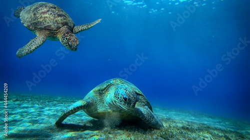 turtle swims underwater