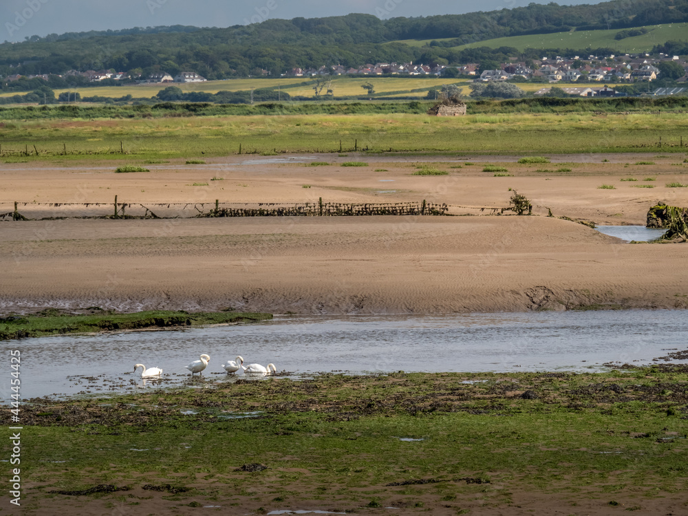 View over Horsey Island, Braunton Marsh, Devon, UK at low tide, photo taken from South West Coastal Path.