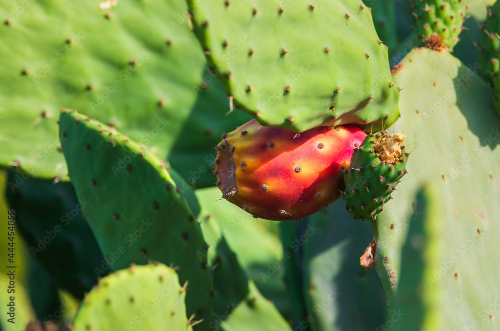 Indian prickly pear fruits. Family of cactus Indian prickly pear fruits. Family of cactus