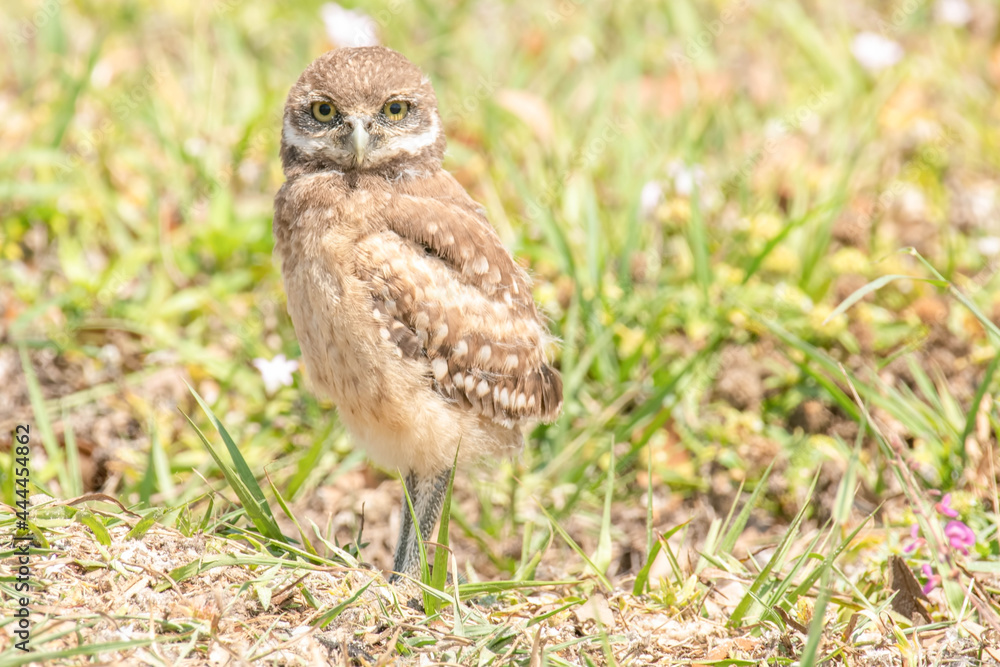A young burrowing Owl (Athene cunicularia) watching above its nest in the ground. A young burrowing Owl (Athene cunicularia) watching above its nest in the ground.