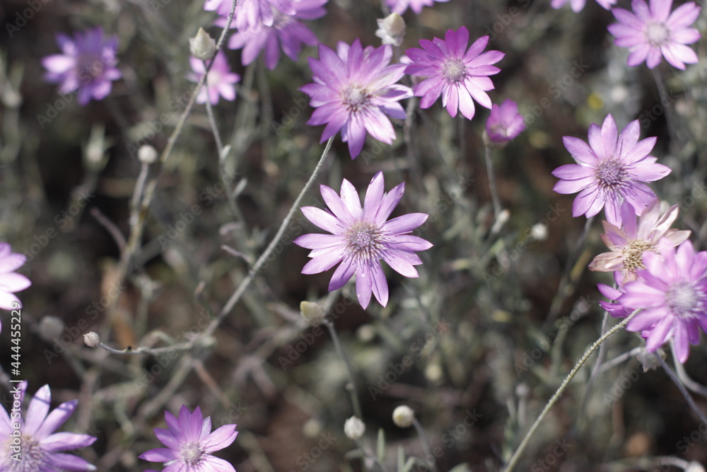 Fototapeta premium flowers in the garden