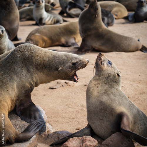 Seals at the Cape Cross Seal Reserve on the Skeleton Coast in Namibia. Cape Cross is home to one of the largest colonies of Cape fur seals in the world.