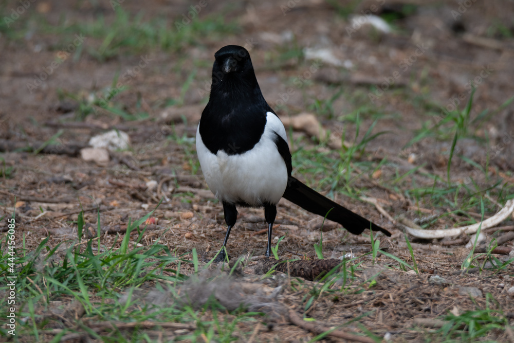 Eurasian magpie (Pica pica) standing on dirt and grass front towards viewer Eurasian magpie (Pica pica) standing on dirt and grass front towards viewer