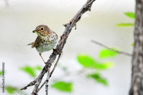 An adult Swainson's Thrush (Catharus ustulatus) gathers worms and insects to feed its babies back at the nest. photo